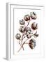 Watercolor Cotton Plant Isolated on White. Drawing of Cotton Bolls. Rustic Floral Wedding Arrangeme-Inna Sinano-Framed Art Print