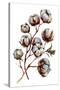 Watercolor Cotton Plant Isolated on White. Drawing of Cotton Bolls. Rustic Floral Wedding Arrangeme-Inna Sinano-Stretched Canvas