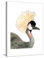 Watercolor Crested Crane-Naomi McCavitt-Stretched Canvas