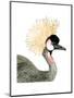 Watercolor Crested Crane-Naomi McCavitt-Mounted Art Print