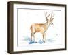 Watercolor Deer-Lanie Loreth-Framed Art Print