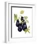 Watercolor Eggplant-Michael Willett-Framed Art Print