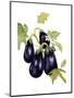 Watercolor Eggplant-Michael Willett-Mounted Art Print