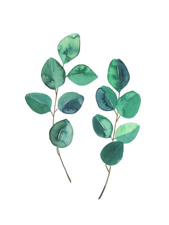 'Watercolor Eucalyptus Branches - Botanical Illustration' Prints - Maria Mirnaya | AllPosters.com