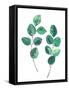 Watercolor Eucalyptus Branches - Botanical Illustration-Maria Mirnaya-Framed Stretched Canvas