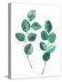 Watercolor Eucalyptus Branches - Botanical Illustration-Maria Mirnaya-Stretched Canvas