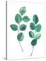 Watercolor Eucalyptus Branches - Botanical Illustration-Maria Mirnaya-Stretched Canvas