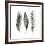 Watercolor Feathers I-Grace Popp-Framed Art Print