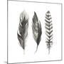 Watercolor Feathers I-Grace Popp-Mounted Art Print