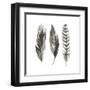 Watercolor Feathers I-Grace Popp-Framed Art Print