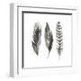 Watercolor Feathers I-Grace Popp-Framed Art Print