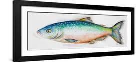 Watercolor Fish I-Patrcia Pinto-Framed Art Print