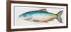 Watercolor Fish I-Patrcia Pinto-Framed Art Print