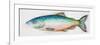 Watercolor Fish I-Patrcia Pinto-Framed Premium Giclee Print