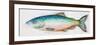 Watercolor Fish I-Patrcia Pinto-Framed Premium Giclee Print