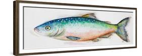 Watercolor Fish I-Patrcia Pinto-Framed Premium Giclee Print