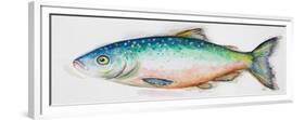 Watercolor Fish I-Patrcia Pinto-Framed Premium Giclee Print