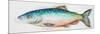 Watercolor Fish I-Patrcia Pinto-Mounted Premium Giclee Print