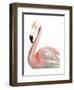 Watercolor Flamingo-Naomi McCavitt-Framed Art Print