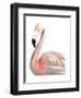 Watercolor Flamingo-Naomi McCavitt-Framed Art Print