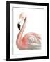 Watercolor Flamingo-Naomi McCavitt-Framed Art Print