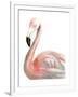 Watercolor Flamingo-Naomi McCavitt-Framed Art Print