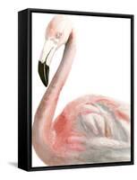 Watercolor Flamingo-Naomi McCavitt-Framed Stretched Canvas