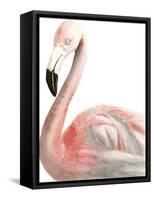 Watercolor Flamingo-Naomi McCavitt-Framed Stretched Canvas