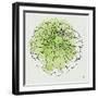 Watercolor Floral I-Moira Hershey-Framed Art Print