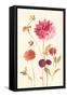 Watercolor Flowers V-Danhui Nai-Framed Stretched Canvas