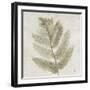 Watercolor Forest Ferns I-Albena Hristova-Framed Art Print