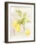 Watercolor Fruit II-Naomi McCavitt-Framed Art Print