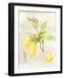 Watercolor Fruit II-Naomi McCavitt-Framed Art Print