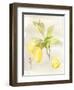 Watercolor Fruit II-Naomi McCavitt-Framed Art Print