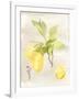 Watercolor Fruit II-Naomi McCavitt-Framed Art Print