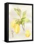 Watercolor Fruit II-Naomi McCavitt-Framed Stretched Canvas