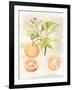 Watercolor Fruit V-Naomi McCavitt-Framed Art Print