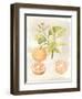 Watercolor Fruit V-Naomi McCavitt-Framed Art Print