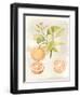 Watercolor Fruit V-Naomi McCavitt-Framed Art Print