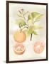 Watercolor Fruit V-Naomi McCavitt-Framed Art Print