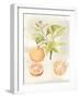 Watercolor Fruit V-Naomi McCavitt-Framed Art Print