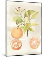 Watercolor Fruit V-Naomi McCavitt-Mounted Art Print