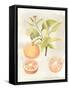 Watercolor Fruit V-Naomi McCavitt-Framed Stretched Canvas