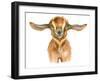 Watercolor Goat Head Isolated on White Background. Hand Drawn Watercolor Goat Perfect for Design Gr-Ivan Feoktistov-Framed Art Print