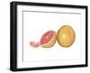 Watercolor Grapefruit-Michael Willett-Framed Art Print