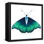 Watercolor Green Butterfly with Diamond-Eisfrei-Framed Stretched Canvas