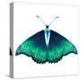 Watercolor Green Butterfly with Diamond-Eisfrei-Stretched Canvas
