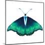 Watercolor Green Butterfly with Diamond-Eisfrei-Mounted Art Print