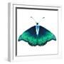 Watercolor Green Butterfly with Diamond-Eisfrei-Framed Art Print
