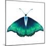 Watercolor Green Butterfly with Diamond-Eisfrei-Mounted Art Print